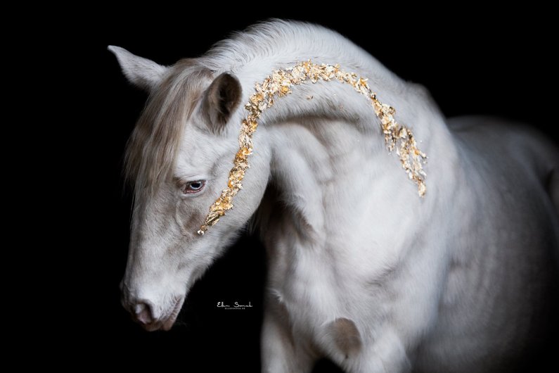 After-glitter-and-glamour-blackfoto-paardenfotografie-ellen-sonck-photography