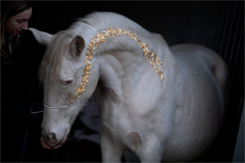 Before-glitter-and-glamour-blackfoto-paardenfotografie-ellen-sonck-photography