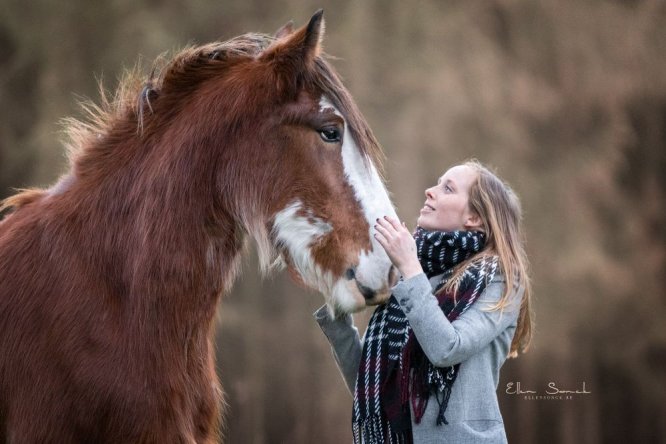 Belgium-clydedales-paard-winter