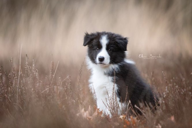 border-collie-puppy-hond