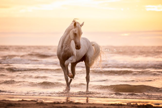 EllenSonckPhotography-paardenfotografie-strand-106