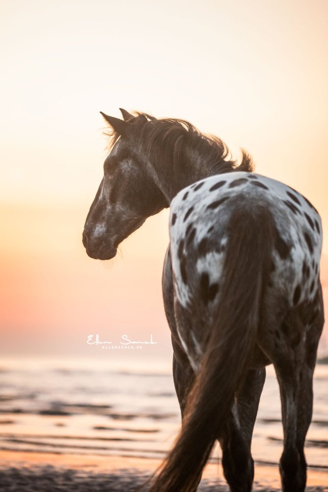 EllenSonckPhotography-paardenfotografie-strand-56