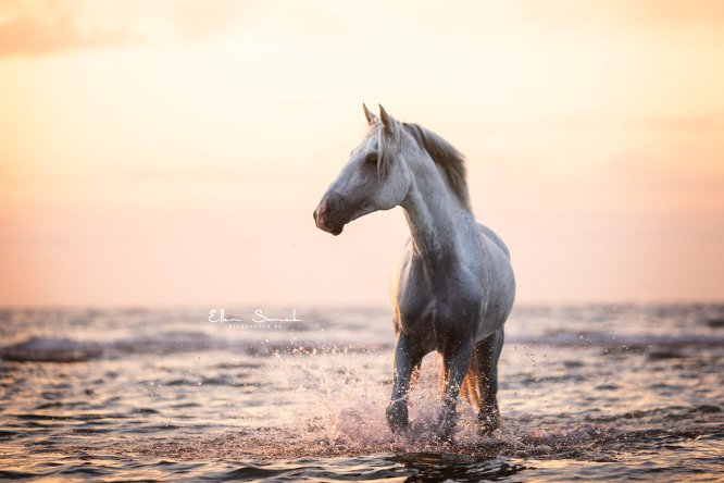 EllenSonckPhotography-paardenfotografie-strand-65