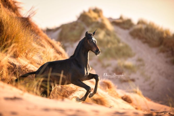 EllenSonckPhotography-paardenfotografie-strand-72