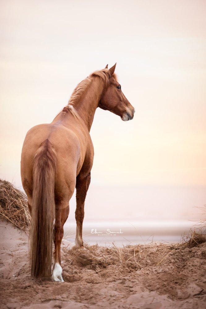 EllenSonckPhotography-paardenfotografie-strand-88