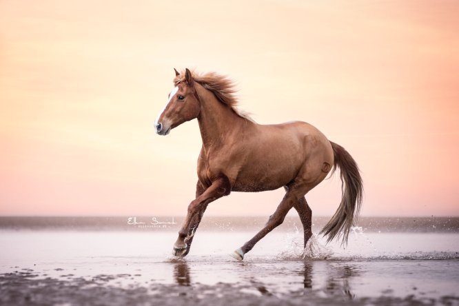 EllenSonckPhotography-paardenfotografie-strand-89