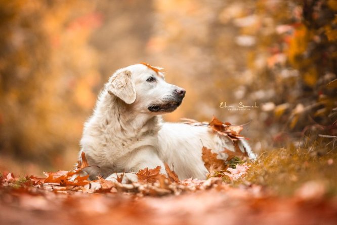 herfst-golden-retriever-hond