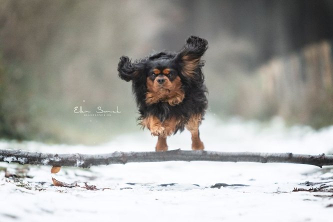 hond-in-actie-winter