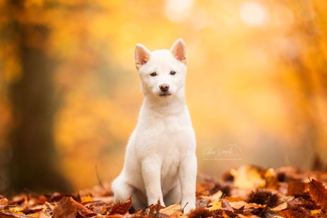hondenfotografie-puppy-hond-poseren-herfst