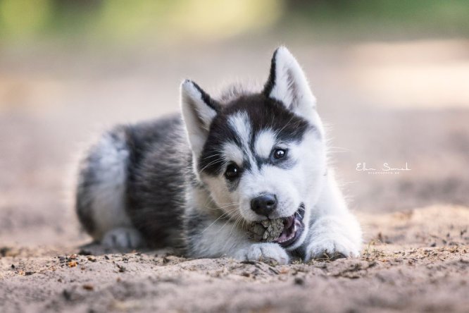 huskie-puppy-hond-denneappel-spelen-zomer