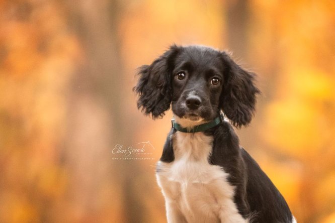 puppy-herfst-portret-fotografie