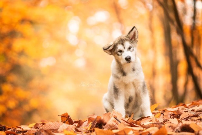 puppy-herfst-poseren-hond-hondenfotografie