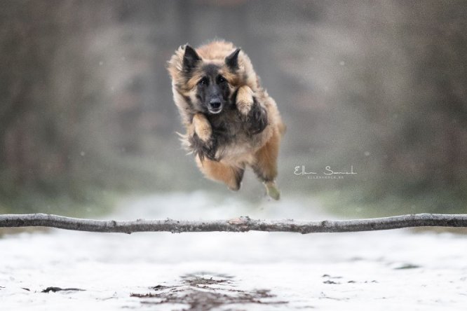 winter-hond-in-actie